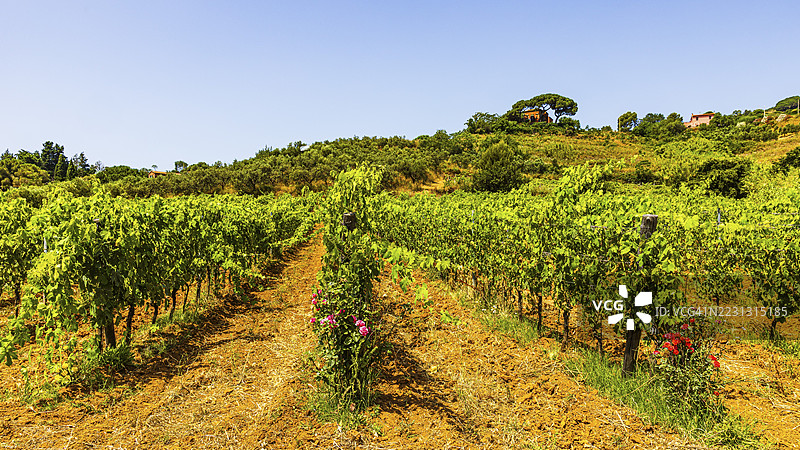 靠近阿里吉酒庄的葡萄园,波尔图阿祖罗,厄尔巴岛,托斯卡纳群岛国家公园,托斯卡纳,意大利图片素材
