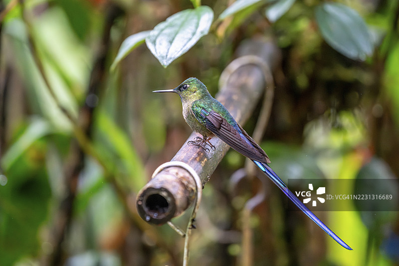 长尾丝雀（Aglaiocercus coelestis），长尾蜂鸟，厄瓜多尔皮钦查省圣米格尔德洛斯班科斯区图片素材