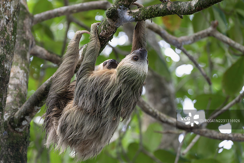 两指树懒（Choloepus），幼崽依偎在母亲身上，悬挂在树枝上，卡维塔，塔拉曼卡，利蒙省，哥斯达黎加图片素材