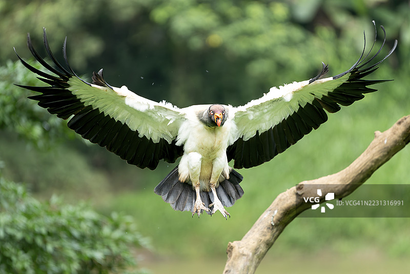 国王秃鹫（Sarcoramphus papa），在飞行中，皮塔尔，圣卡洛斯，阿拉胡埃拉省，哥斯达黎加图片素材