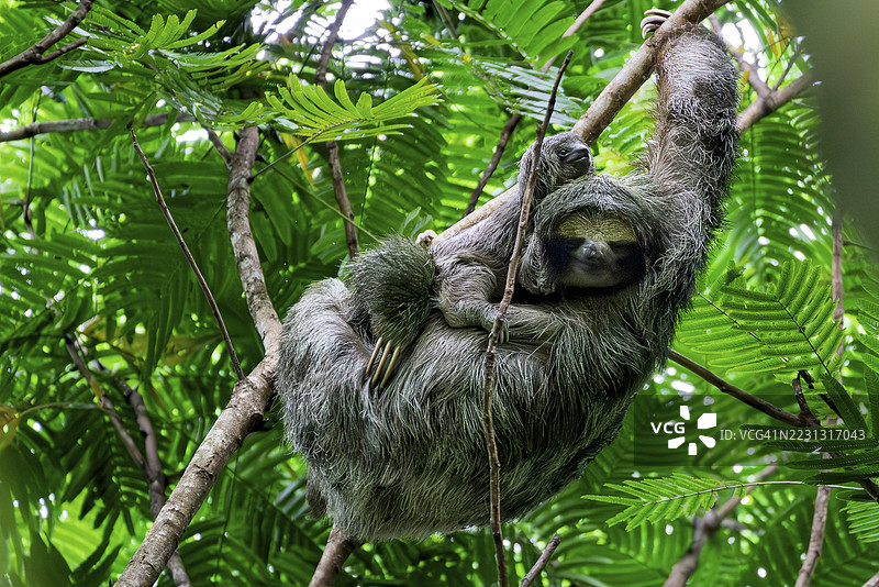 三指树懒（Bradypus），幼崽躺在母亲身上，悬挂在树枝上，哥斯达黎加阿拉胡埃拉省圣卡洛斯的拉福图纳图片素材