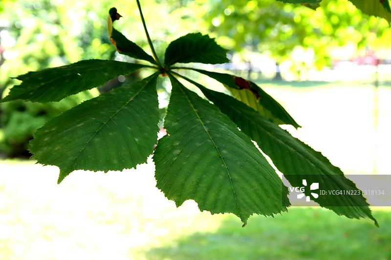 栗树叶图片素材