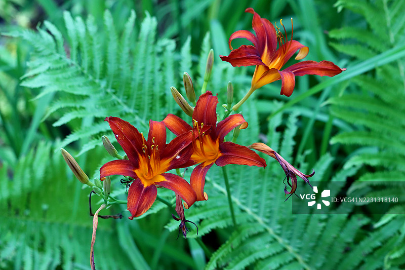 黄花菜 (Hemerocallis fulva)图片素材