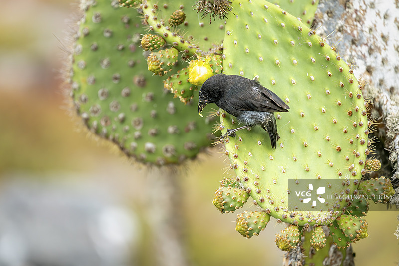 仙人掌地雀（Geospiza scandens），雄性，栖息在多刺的仙人掌上，厄瓜多尔，加拉帕戈斯群岛，加拉帕戈斯省图片素材