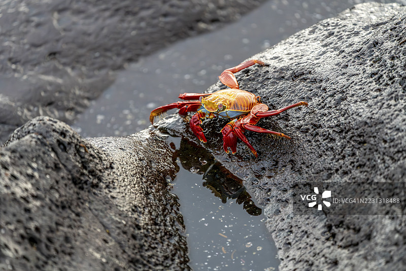 红岩蟹（Grapsus grapsus），在黑色熔岩岩石上，旁边有一滩水，厄瓜多尔加拉帕戈斯群岛，加拉帕戈斯省图片素材