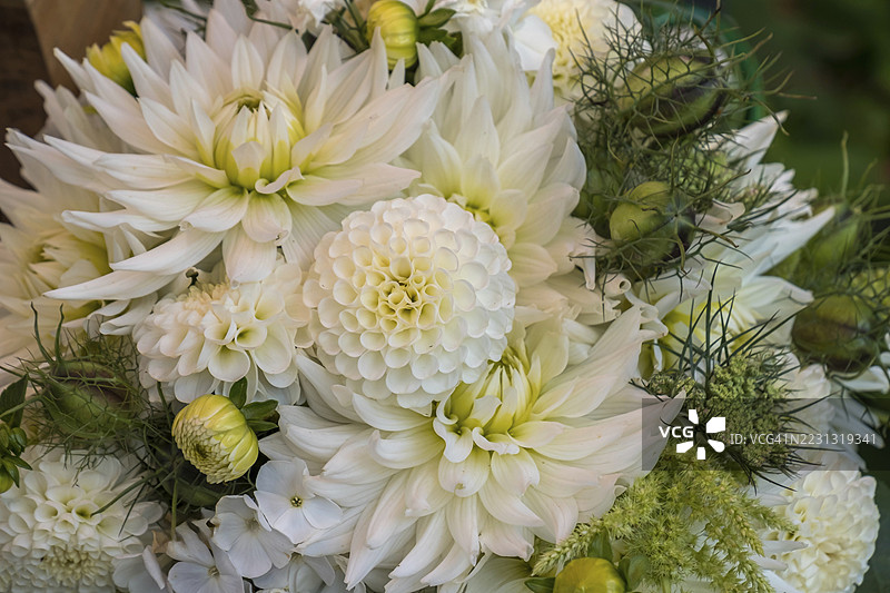 小花束，白色大丽花，北莱茵-威斯特法伦，德国图片素材