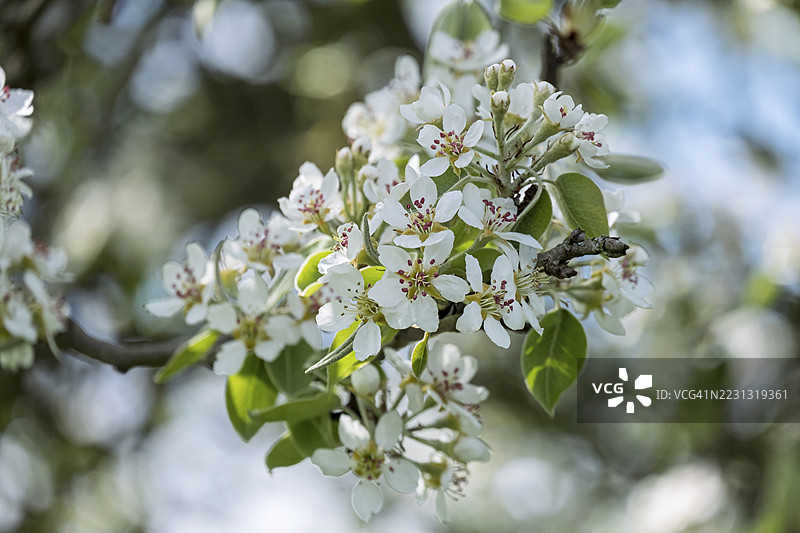 德国北莱茵-威斯特法伦州明斯特地区的梨树花朵（Pyrus）图片素材