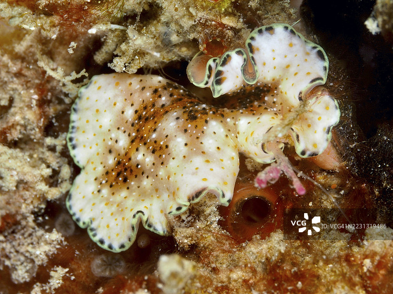 海底的斑点漩涡虫（Pseudoceros）。潜水地点：香料礁，佩尼亚潘，巴厘岛，印度尼西亚。图片素材