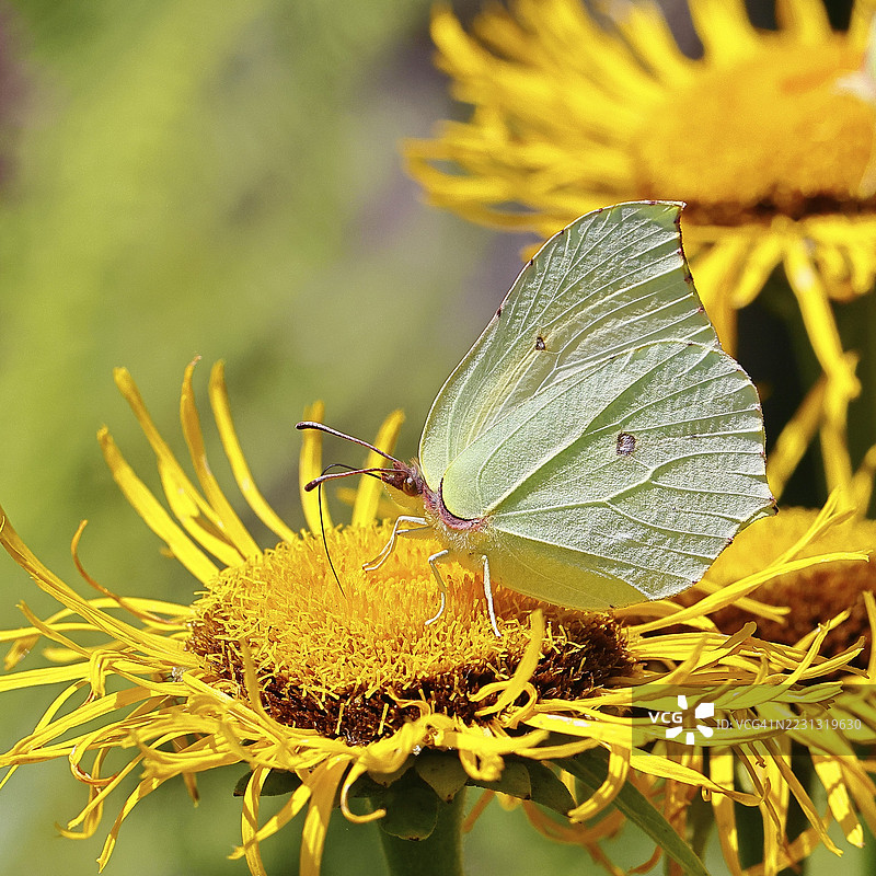柠檬蝴蝶（Gonepteryx rhamny）停在一朵大花电光菊（Telekia speciosa）的黄色花朵上，特写，德国北莱茵-威斯特法伦州威尔斯多夫图片素材