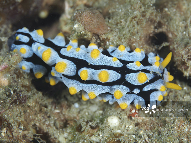 黄色疣状海蛞蝓（Phyllidia varicosa）在潜水时于海床上，身上有黄色和蓝色的斑点。潜水地点：印尼巴厘岛Prapat，Penyapangan。图片素材