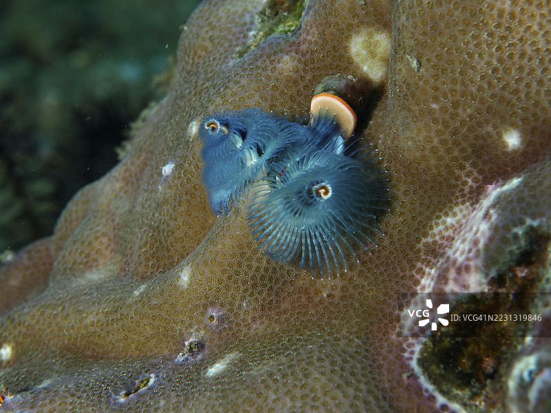 蓝色螺旋虫，印度太平洋圣诞树虫（Spirobranchus corniculatus），在五彩斑斓的水下世界中的珊瑚上。潜水地点：贡多尔礁，贡多尔，巴厘岛，印度尼西亚。图片素材