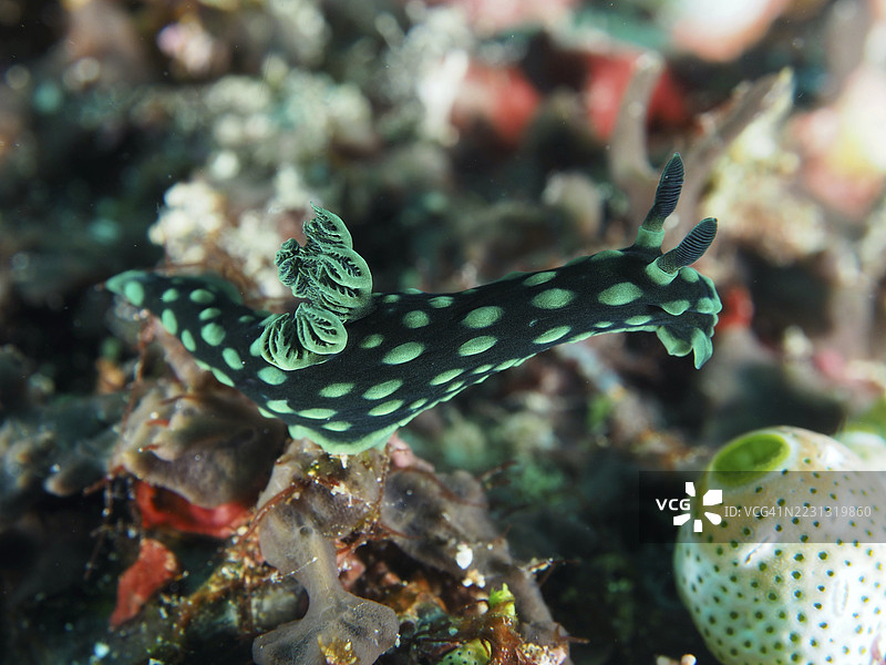 带有精细结构的绿色点状海螺，霓虹星海螺（Nembrotha cristata），在水下世界，潜水地点SD，努沙切宁安，努沙佩尼达，巴厘岛，印度尼西亚图片素材