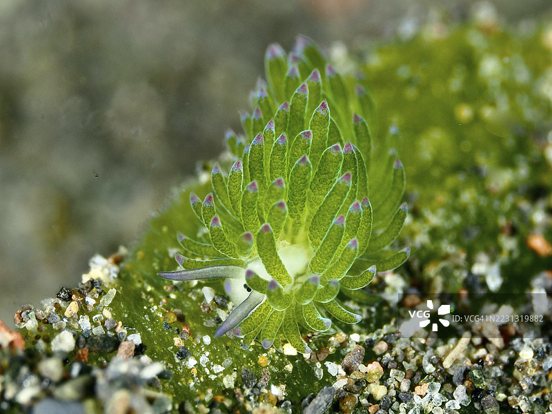细小的绿色海螺,叶羊螺(Costasiella kuroshimae),在其自然环境中的绿色基质上特写。该海螺也被称为“肖恩羊”。具有盗取叶绿体的海螺。由绿色藻类Avrain摄取的叶绿体。图片素材