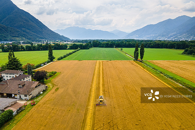 有机大麦收割的鸟瞰图，提契诺图片素材
