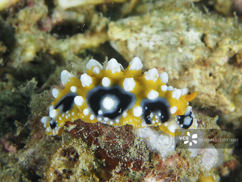 黄色海兔,带有白色花纹,眼点疣状海兔(Phyllidia ocellata),栖息在珊瑚表面。潜水地点:印尼巴厘岛佩尼亚潘。图片素材