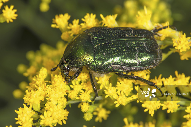 大理石玫瑰甲虫（Liocola lugubris）在加拿大金菊（Solidago canadensis）的黄色花朵上，德国巴登-符腾堡州图片素材