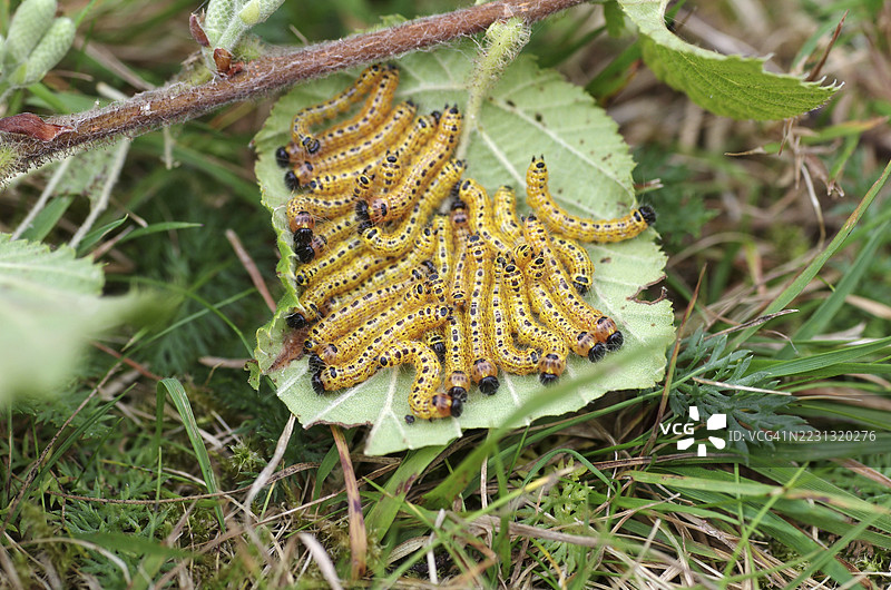 月亮蛾（Phalera bucephala）幼虫，许多，叶子，德国，几只月亮蛾幼虫聚集在榛子叶上。图片素材