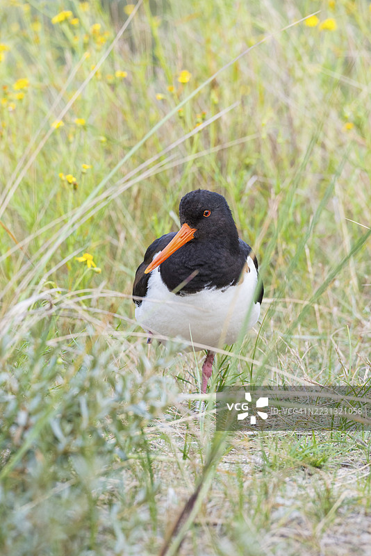 一只非洲贻贝鸟（Haematopus ostralegus），长红色喙、红色眼睛，黑白相间的羽毛，单腿站立在长满杂草的沙丘上，周围有黄色开花的非洲千里光（Senecio inaequidens），特写，肖像，凝视。图片素材