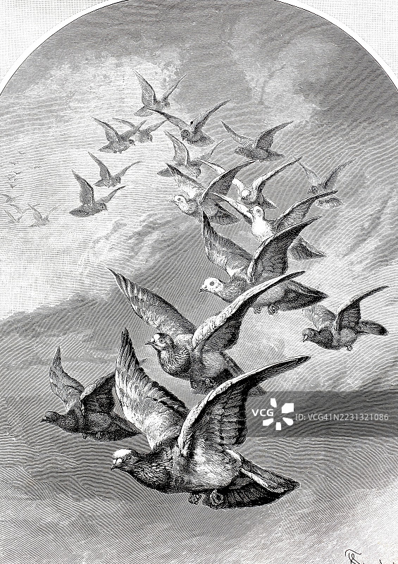 飞翔中的信鸽群，1890年，历史性的，真实的，来自19世纪原作的数字修复复制品，记录日期未说明图片素材