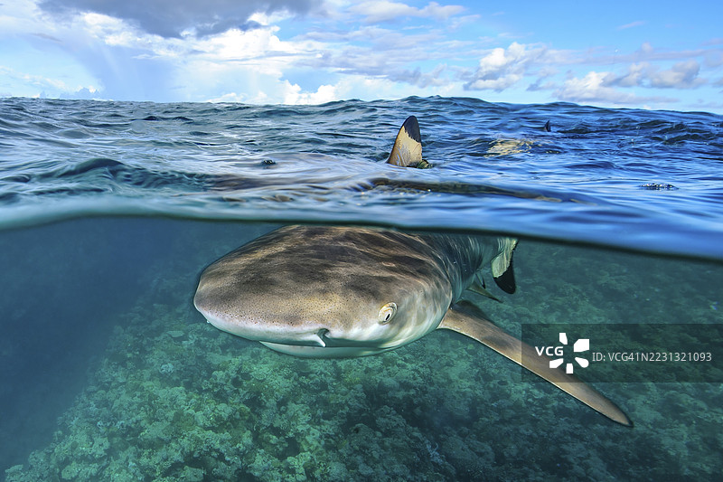 半水半陆的分割镜头,照片上半部分在水面上,半部分在水下,典型的鲨鱼鳍印象。水面上可以看到黑鳍礁鲨(Carcharhinus melanopterus)的鳍,黑鳍礁鲨在海水下游动。图片素材