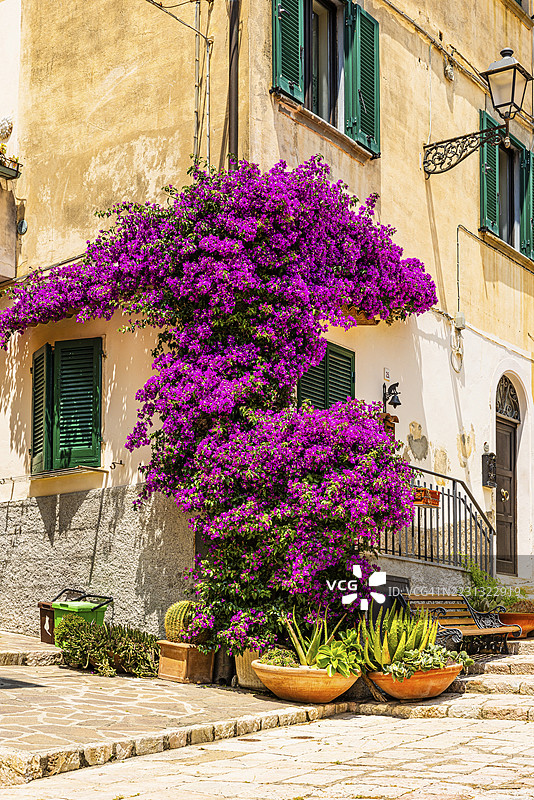 意大利托斯卡纳大区埃尔巴岛波尔图费拉约格拉姆西广场一角的紫色开花的九重葛灌木图片素材