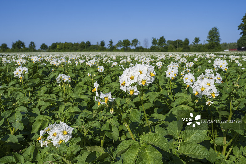 开花的马铃薯植物（Solanum tuberosum）田野，卡门，北莱茵-威斯特法伦，德国图片素材