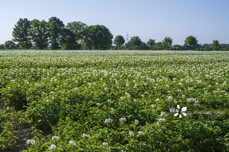 开花的马铃薯植物（Solanum tuberosum）田野，卡门，北莱茵-威斯特法伦，德国图片素材