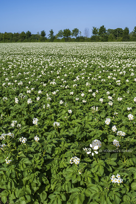开花的马铃薯植物(Solanum tuberosum)田野,卡门,北莱茵-威斯特法伦,德国图片素材