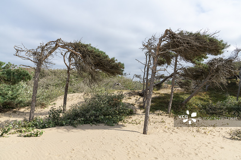 英格兰梅西萨德的福姆比角海滩的松树林和沙丘图片素材