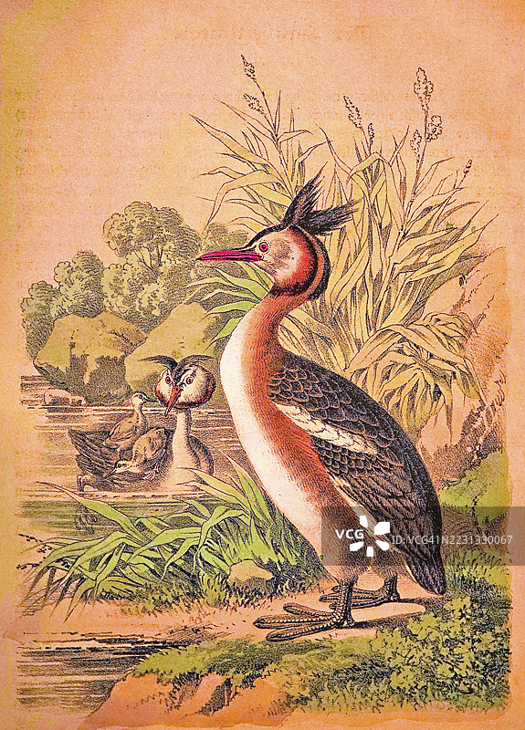 大斑鳖（波迪普斯锯鳍鱼）一家与小鸟在河岸上，芦苇、苔藓、植物、岩石，自然，宁静，彩色画作，1877年历史插图图片素材