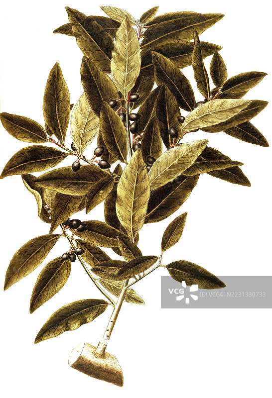 月桂，Laurus nobilis，月桂科，乔瓦尼·安东尼奥·博提奥尼插图，水彩，1770-1781年，历史作品，19世纪原作的数字修复复制品，记录日期未说明图片素材