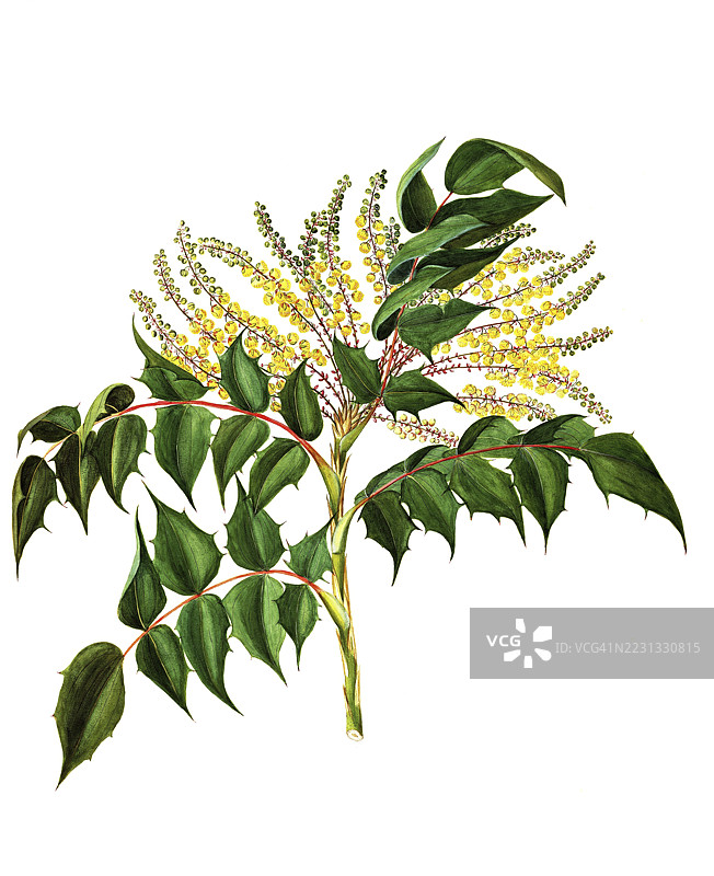 日本冬青葡萄，日本小檗，马博尼亚，小檗科，玛达莱娜·丽莎·穆西诺插图，水彩，1858年，历史，19世纪原作的数字修复复制品，记录日期未说明图片素材