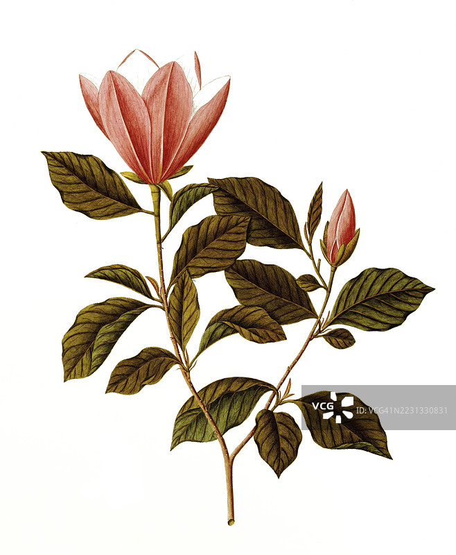 日本大叶木兰,木兰科,安吉拉·罗西·博蒂奥内插图,水彩画,1812-1837年,历史作品,19世纪原作的数字修复复制品,记录日期未说明图片素材