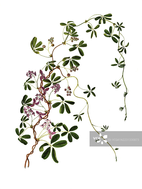 五叶藤，巧克力藤，Akebia quinata Decne，毛茛科，插图由马达莱娜·丽莎·穆西诺创作，水彩，1865年，历史作品，数字修复自19世纪原作，记录日期未说明图片素材