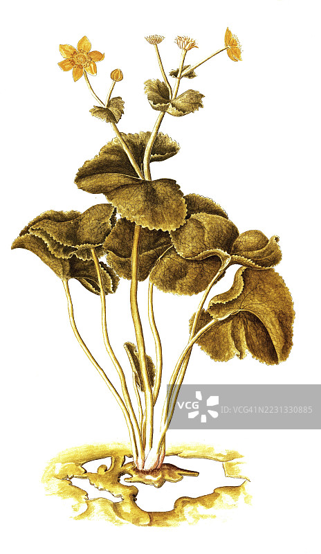 水生金盏花,金盏菊,Caltha palustris,毛茛科,Francesco Peyrolery插图,水彩画,1753年,历史作品,19世纪原作的数字修复复制品,记录日期未说明图片素材