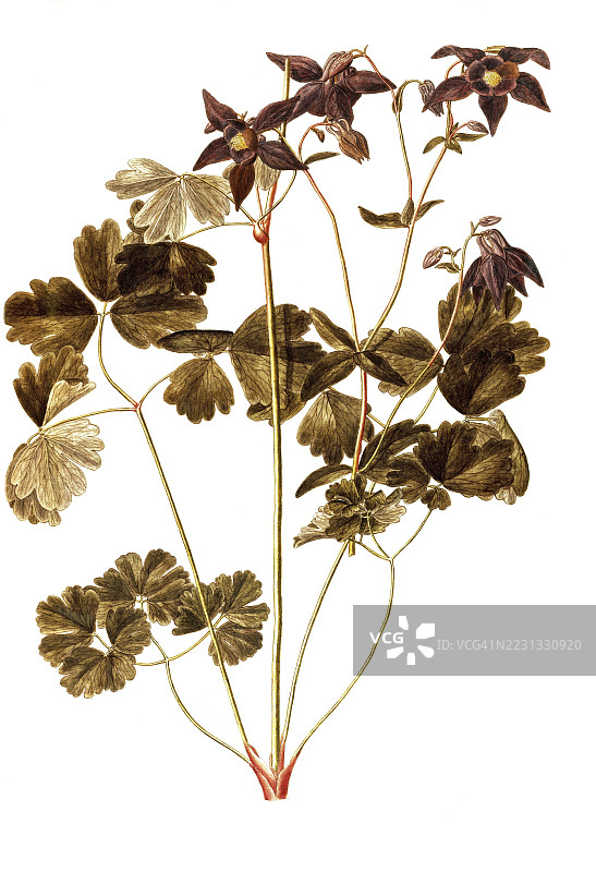 阿尔卑斯鸢尾，Aquilegia alpina，毛茛科，弗朗切斯科·佩罗莱里插图，水彩，1765年，历史作品，19世纪原作的数字修复复制品，记录日期未说明图片素材