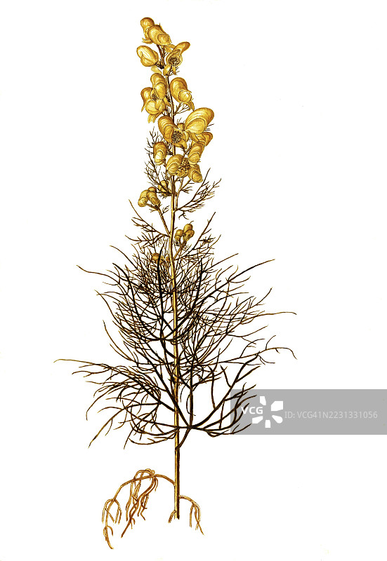 毒箭乌头、黄箭乌头或疗愈狼毒，白头翁，毛茛科，乔瓦尼·安东尼奥·博提奥插图，水彩，1770-1781年，历史作品，19世纪原作的数字修复复制品，记录日期未说明图片素材