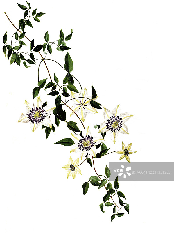 亚洲处女藤或百香果藤，亚洲处女藤，克莱马蒂斯·佛罗里达·吞布，毛茛科，玛达莱娜·丽莎·穆西诺插图，水彩，1838-1840，历史，数字修复自19世纪原作，记录图片素材