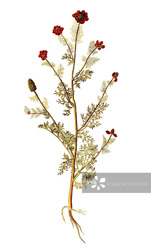 秋季阿多尼斯，雉眼花，阿多尼斯年生，毛茛科，弗朗切斯科·佩罗莱里插图，水彩，1753年，历史，19世纪原作的数字修复复制，记录日期未说明图片素材