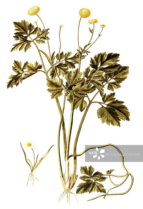 黄花毛茛，双重匍匐毛茛，黄花毛茛 pleniflorus，弗朗切斯科·佩罗雷里插图，水彩，1765年，历史作品，19世纪原作的数字修复复制品，记录日期未说明图片素材
