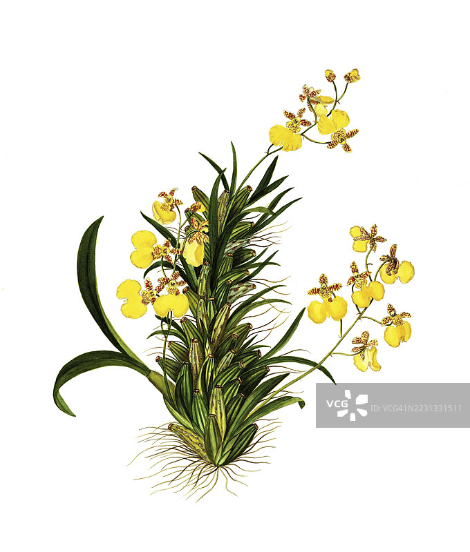 Gomesa bifolia,兰花,Oncidium bifolium Sims,兰科,插图由Maddalena Lisa Mussino创作,水彩,1858年,历史作品,来自19世纪原作的数字修复复制品,记录日期未说明图片素材