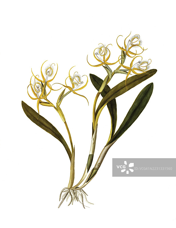 边缘星兰，Epidendrum ciliare 或 Coilostylis ciliaris，兰科，插图由马达莱娜·丽莎·穆西诺创作，水彩，1859年，历史作品，数字修复自19世纪原作，记录日期未说明图片素材