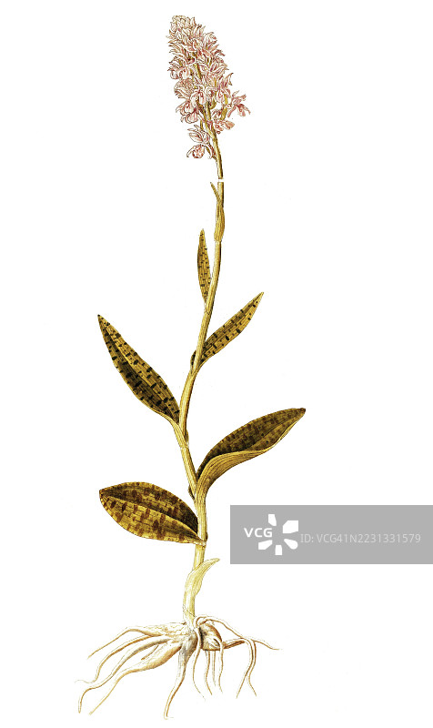 沼泽斑点兰，石楠斑点兰，斑点兰，兰科，弗朗切斯科·佩罗雷里插图，水彩，1754年，历史，19世纪原作的数字修复复制品，记录日期未说明图片素材