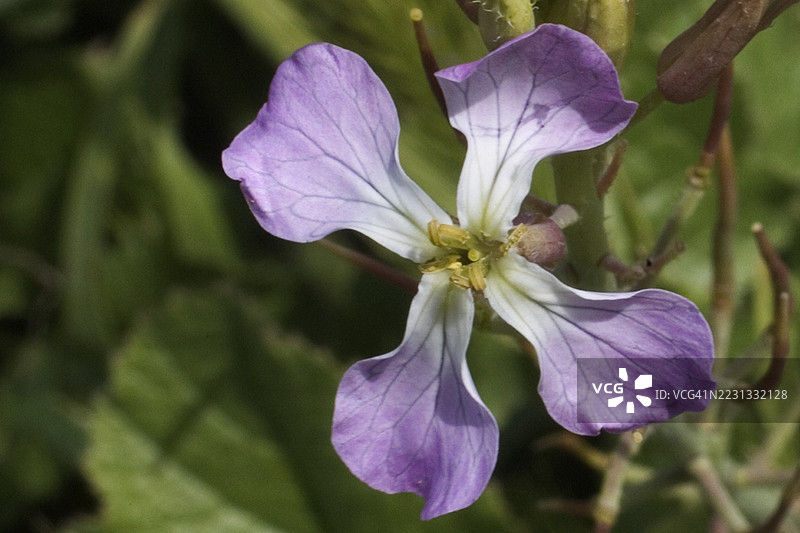 野萝卜花图片素材