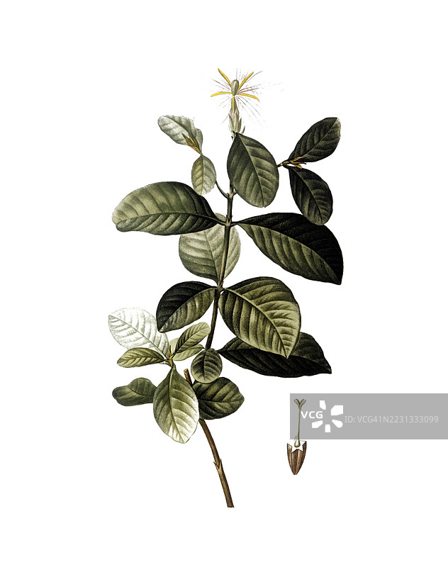 栀子花，栀子花（Gardenia florida），根据皮埃尔·约瑟夫·雷杜特的插图，数字修复的19世纪原作再现，历史性的图片素材