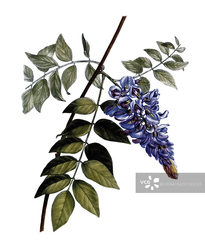 美国蓝雨，紫藤，基于皮埃尔·约瑟夫·雷杜伊特的插图，数字修复的19世纪模型再现，历史性的图片素材