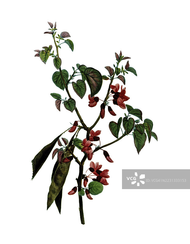 犹大树，紫荆树，经过皮埃尔·约瑟夫·雷杜伊特的插图，数字修复的19世纪原作复制品，历史性的图片素材