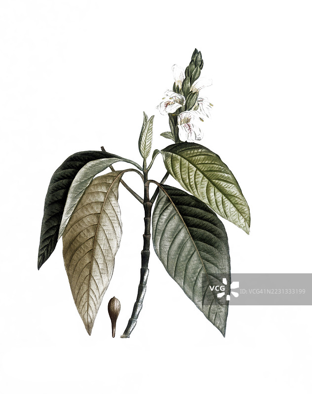 阿达托达（Justicia adhatoda），也称为阿达托达植物、马拉巴尔坚果或瓦西卡，基于皮埃尔·约瑟夫·雷杜特的插图，数字修复的19世纪原作再现，历史性的。图片素材