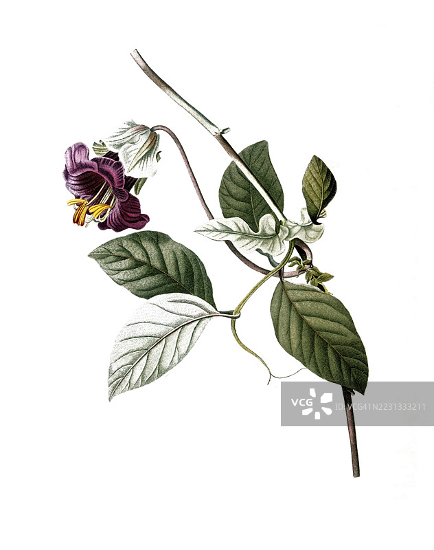 钟花藤，杯碟藤，科巴埃亚攀缘植物，彼埃尔·约瑟夫·雷杜伊特的插图，19世纪原作的数字修复版，历史性作品图片素材