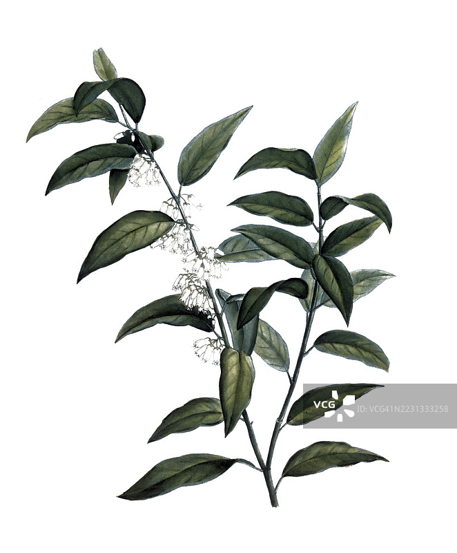 迷迭香石南花,尖叶安德罗梅达,基于皮埃尔·约瑟夫·雷杜特的插图,数字修复的19世纪原作复制品,历史性的图片素材